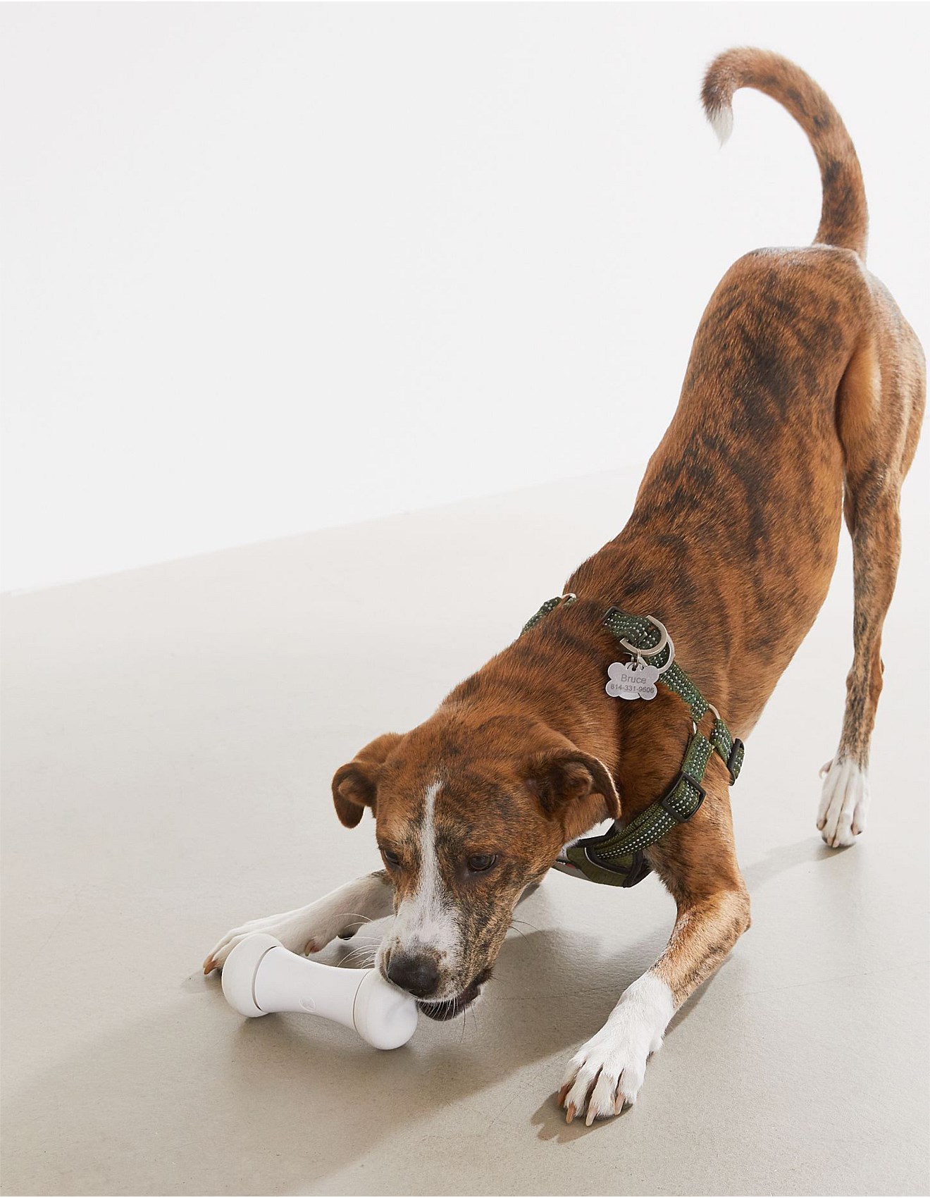 Pettecc Cheerble Wickedbone Smart Interactive Dog Toy David Jones